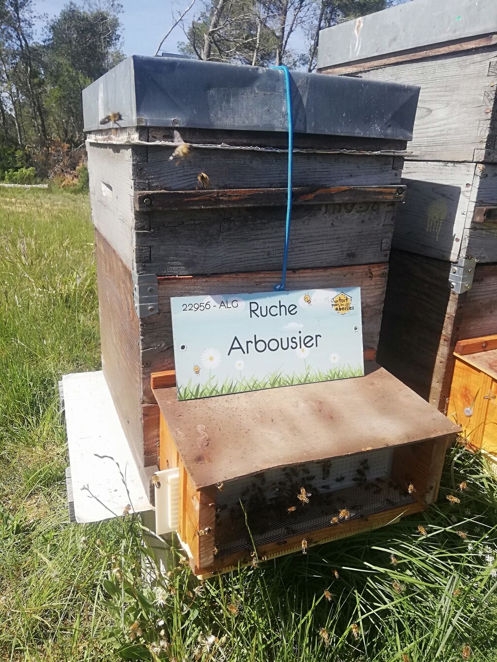 La ruche Arbousier