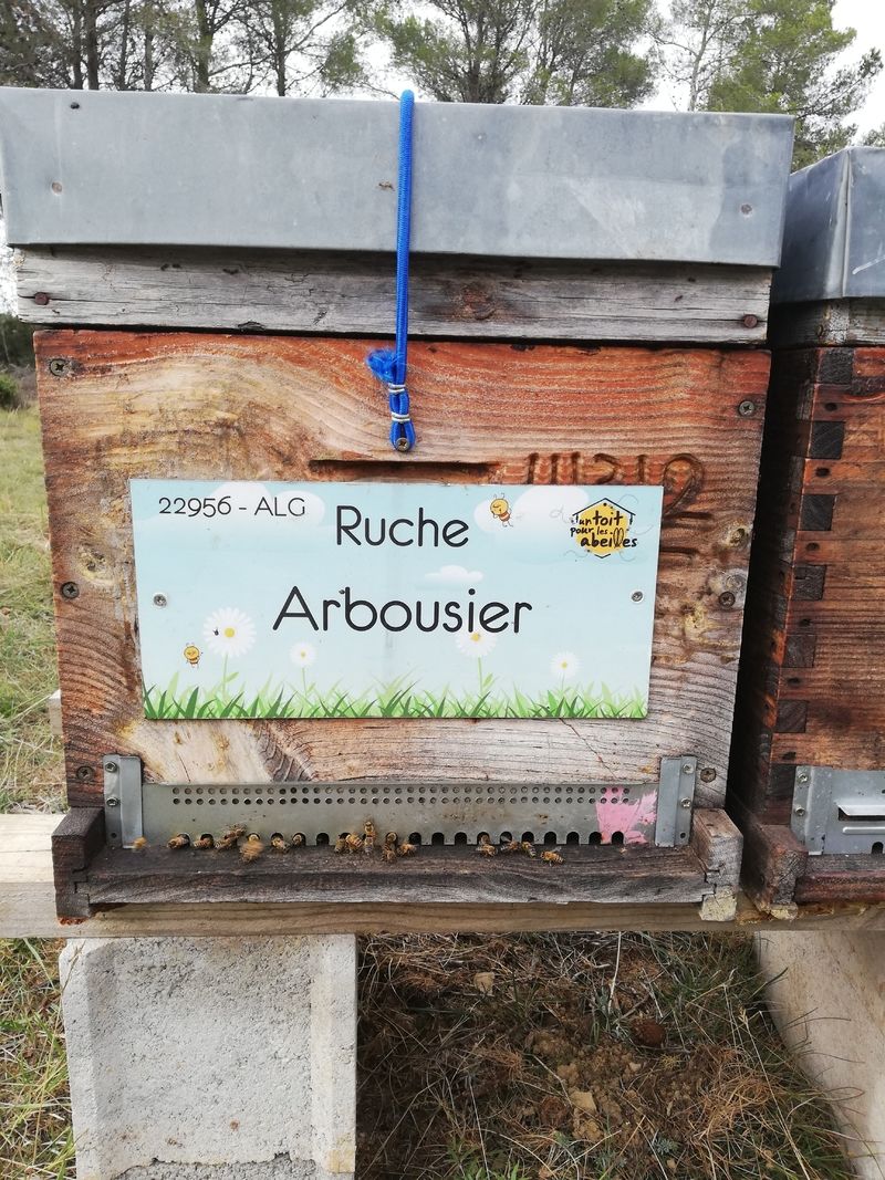 La ruche Arbousier
