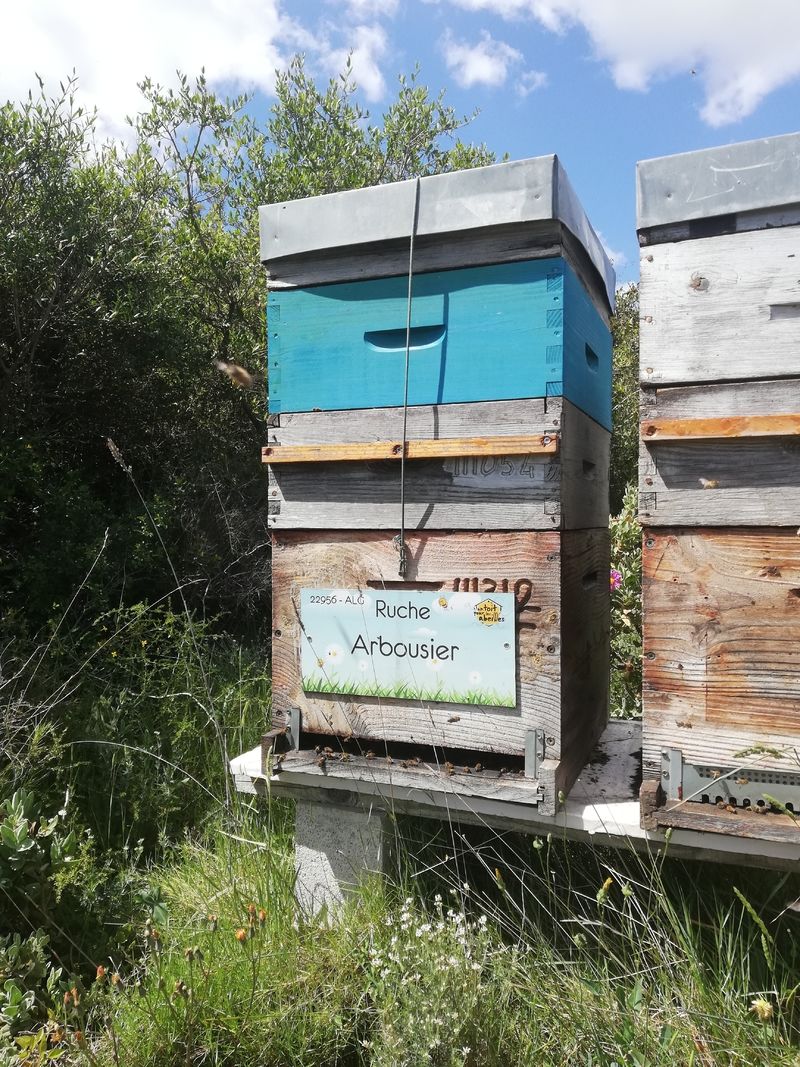 La ruche Arbousier
