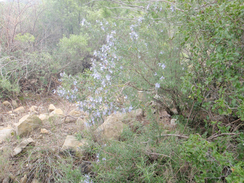 La ruche Serpollet