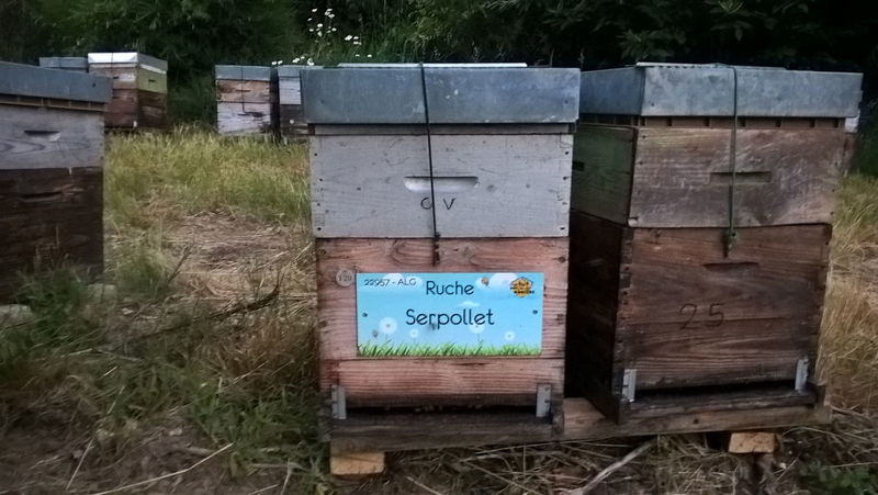 La ruche Serpollet