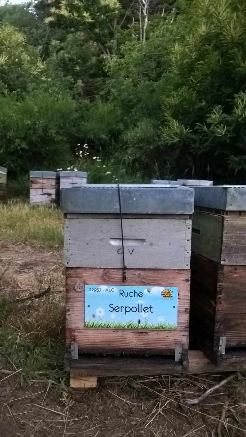 La ruche Serpollet