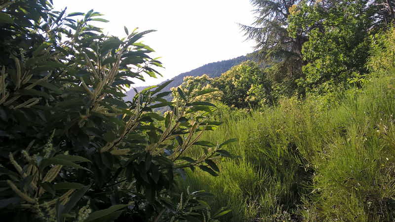 La ruche Serpollet