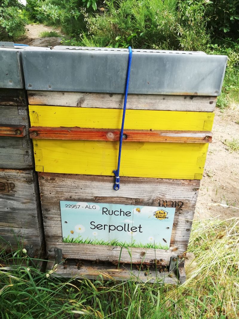 La ruche Serpollet