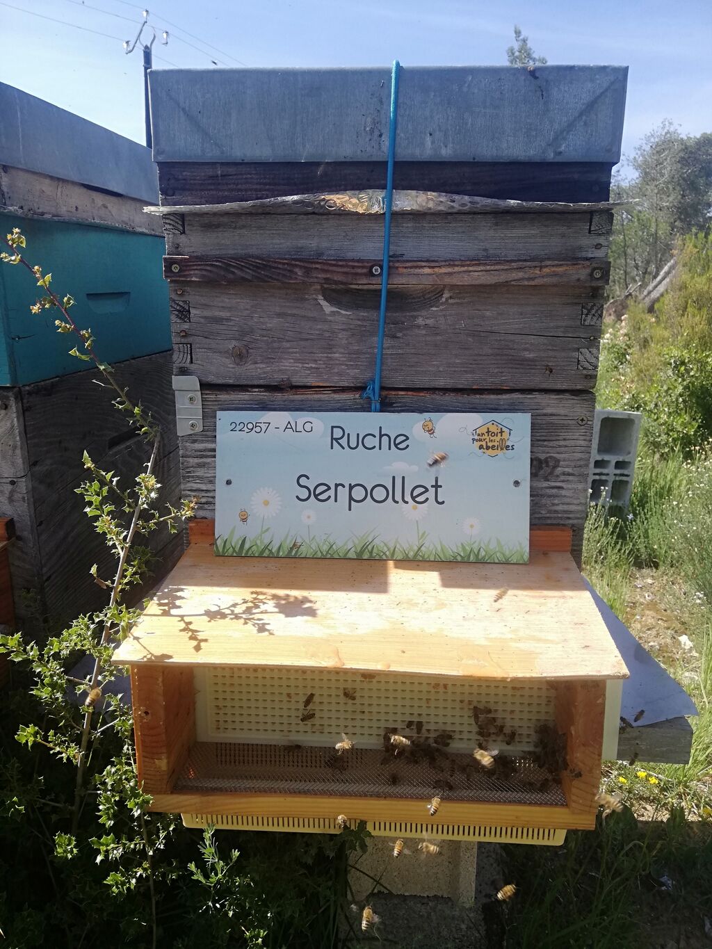 La ruche Serpollet