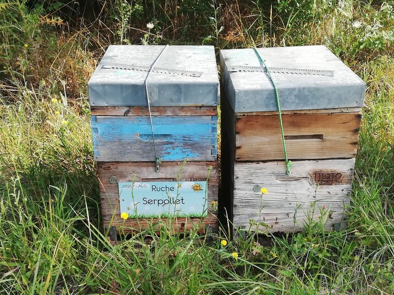La ruche Serpollet