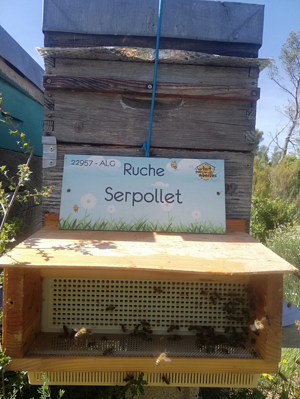 La ruche Serpollet