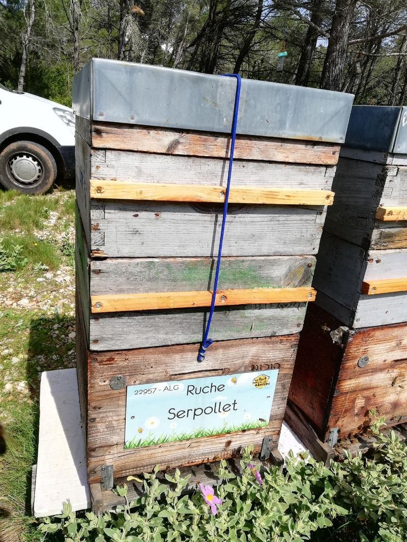 La ruche Serpollet