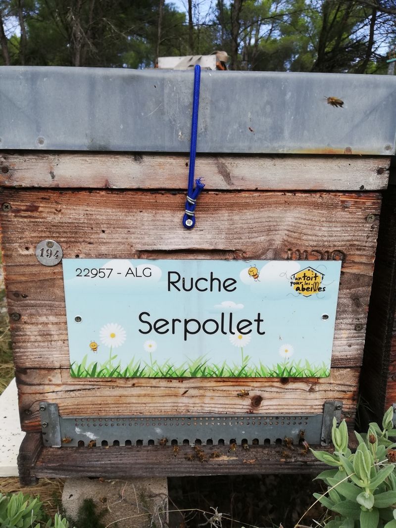 La ruche Serpollet