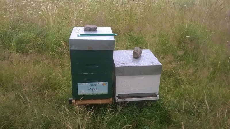 La ruche Mijoie