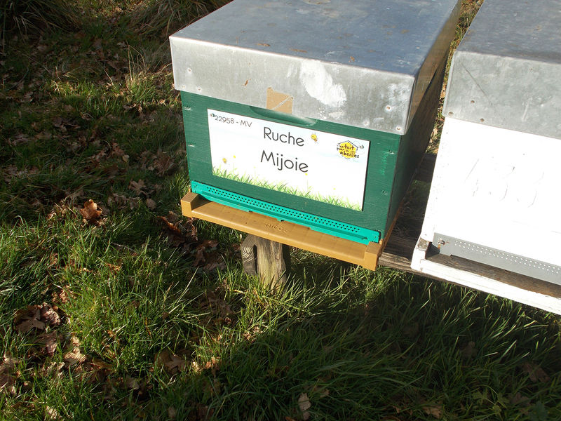 La ruche Mijoie