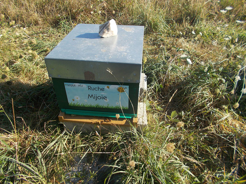 La ruche Mijoie