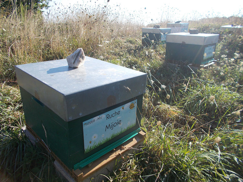 La ruche Mijoie