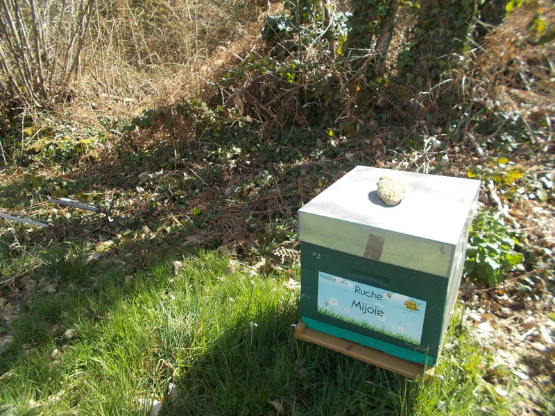 La ruche Mijoie