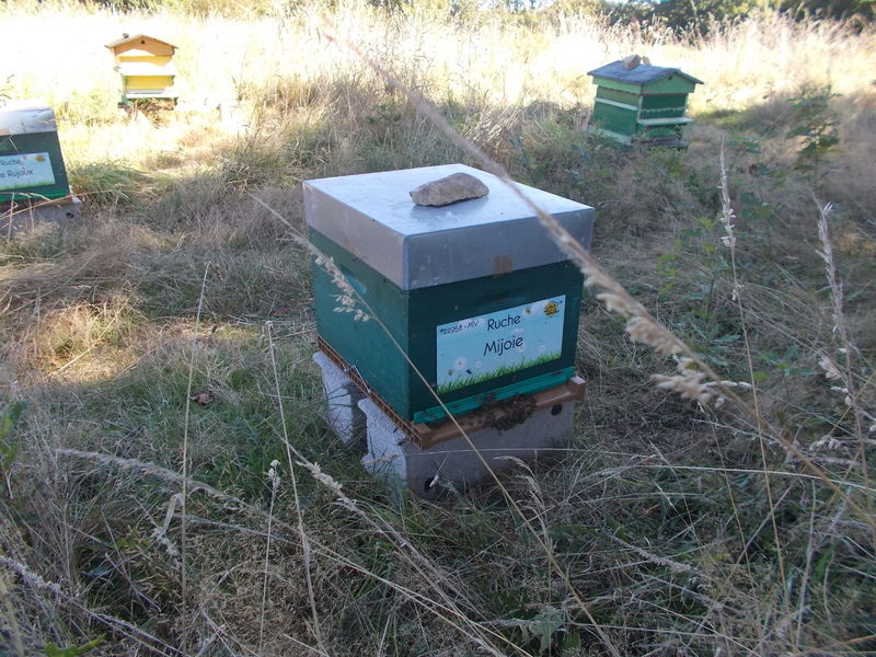 La ruche Mijoie