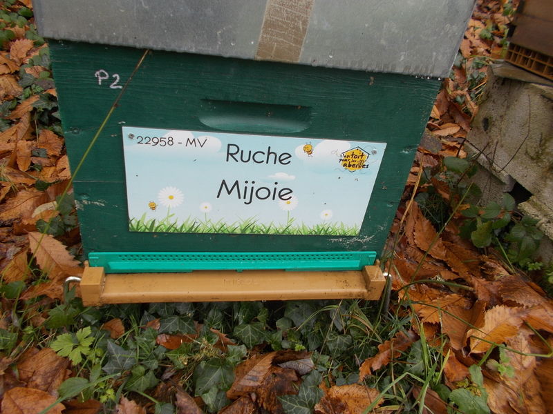 La ruche Mijoie