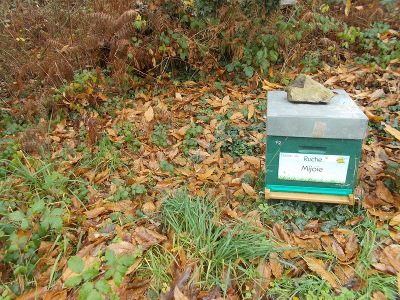 La ruche Mijoie