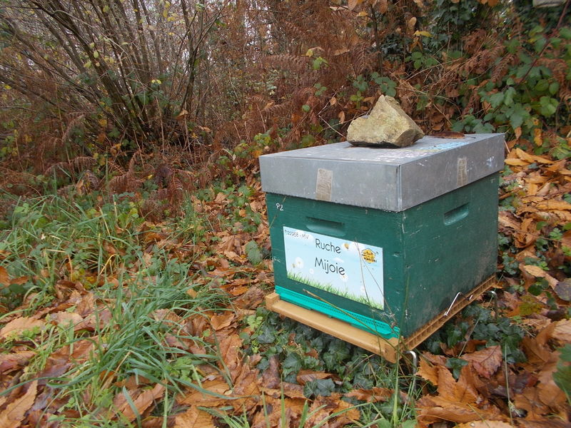 La ruche Mijoie