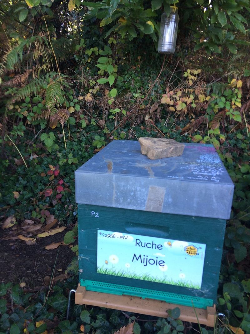 La ruche Mijoie