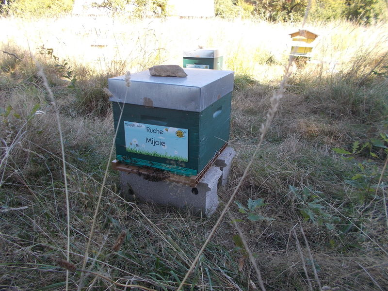 La ruche Mijoie