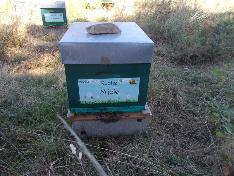 La ruche Mijoie