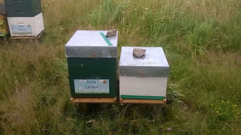 La ruche Larfeuil