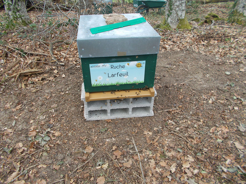 La ruche Larfeuil