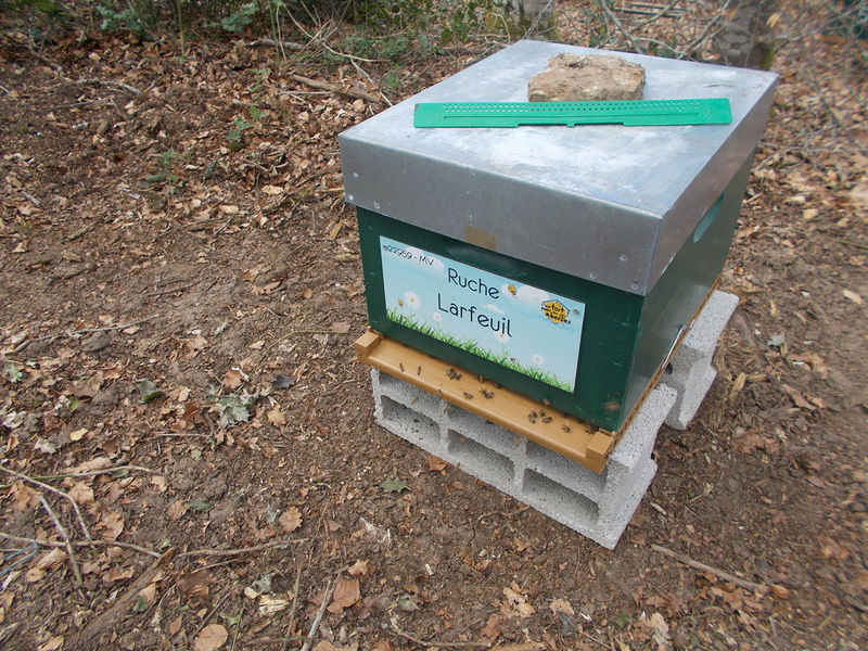 La ruche Larfeuil