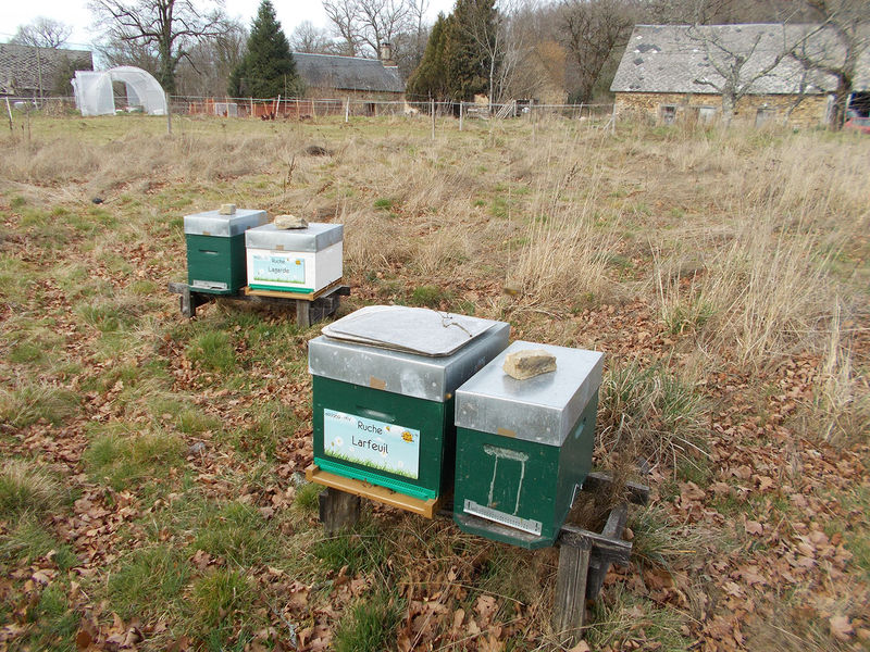 La ruche Larfeuil