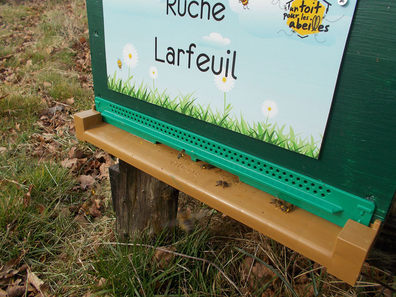 La ruche Larfeuil