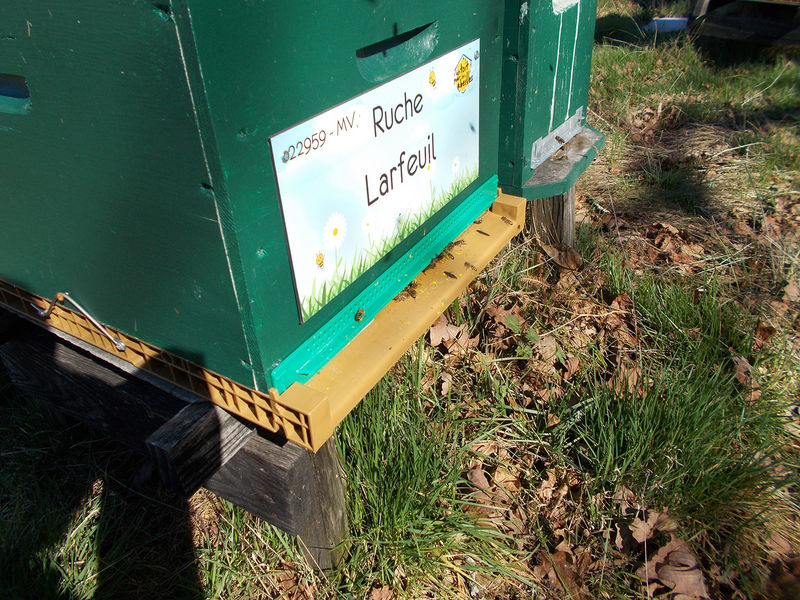 La ruche Larfeuil