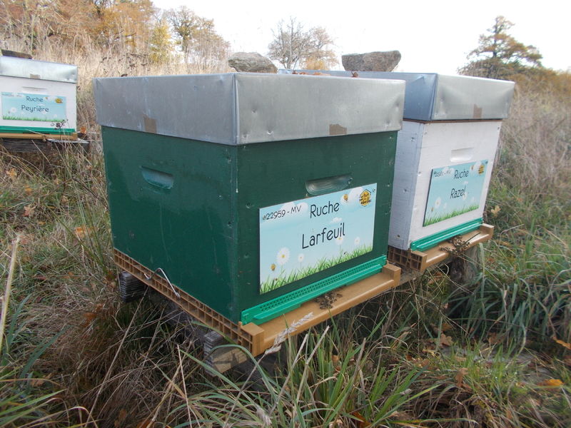 La ruche Larfeuil