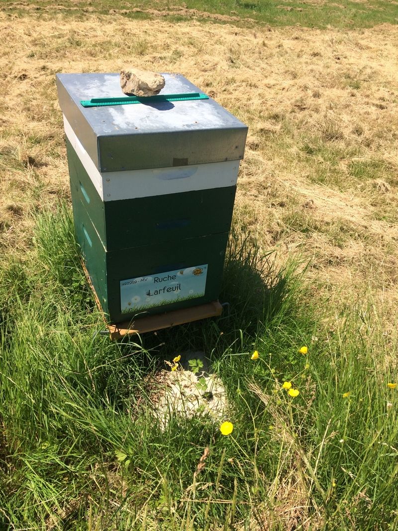 La ruche Larfeuil