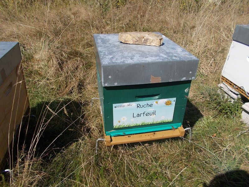 La ruche Larfeuil
