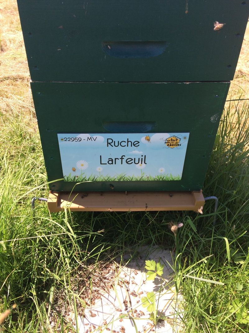 La ruche Larfeuil