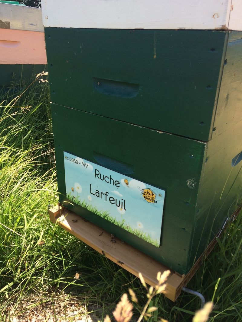 La ruche Larfeuil