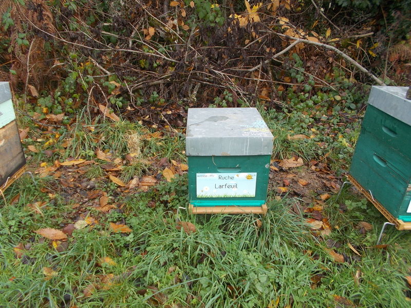 La ruche Larfeuil