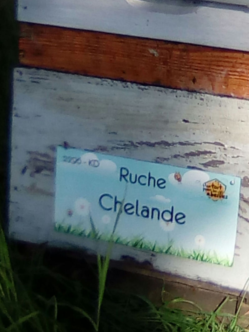 La ruche