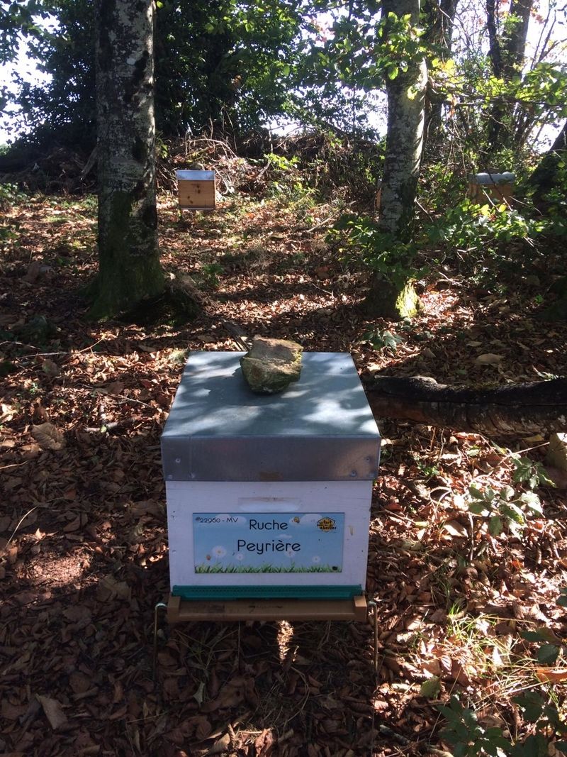La ruche Peyrière