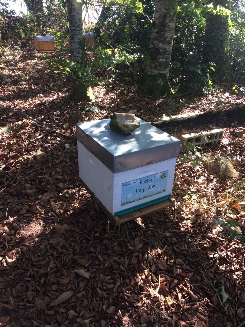 La ruche Peyrière