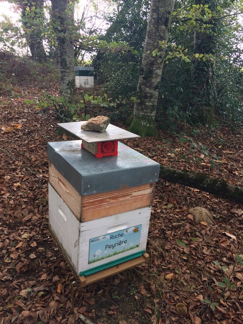 La ruche Peyrière