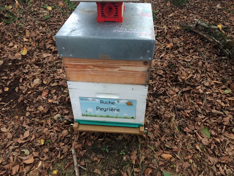 La ruche Peyrière