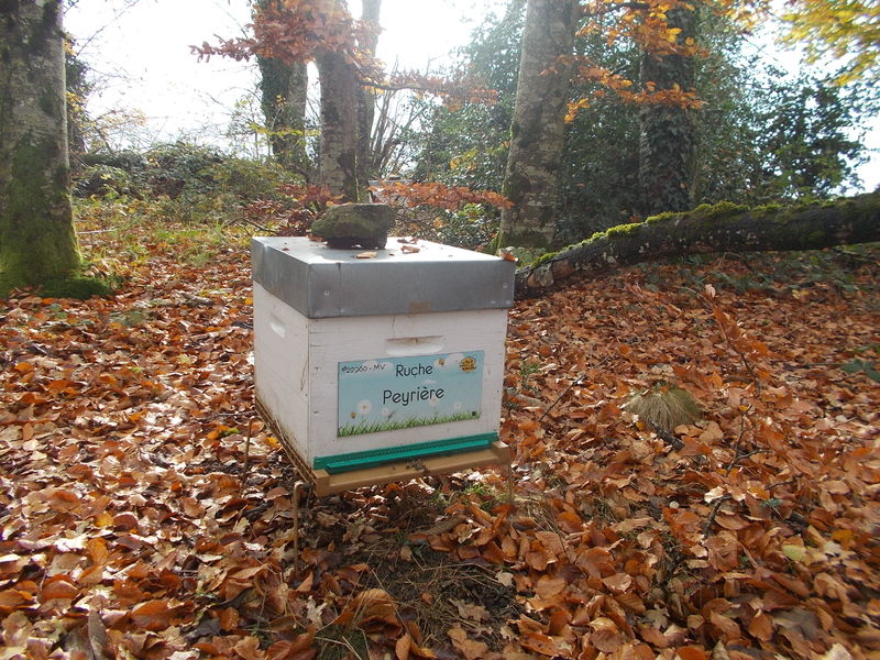 La ruche Peyrière