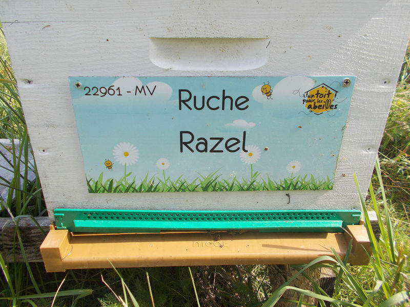 La ruche Razel