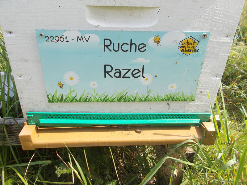 La ruche Razel