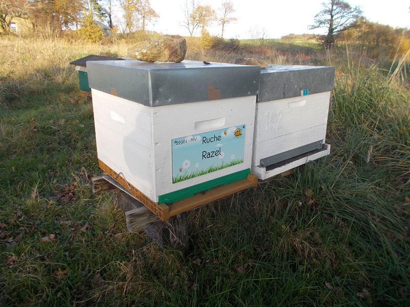 La ruche Razel