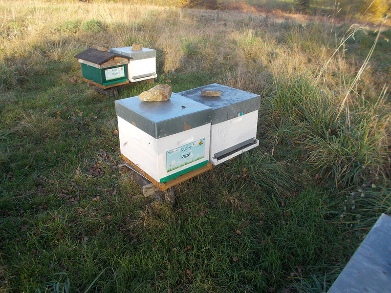 La ruche Razel