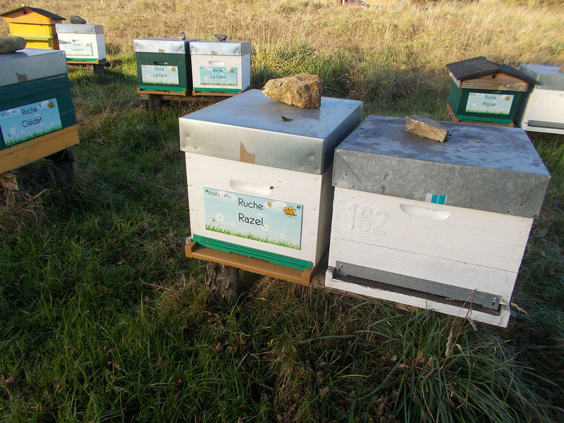 La ruche Razel