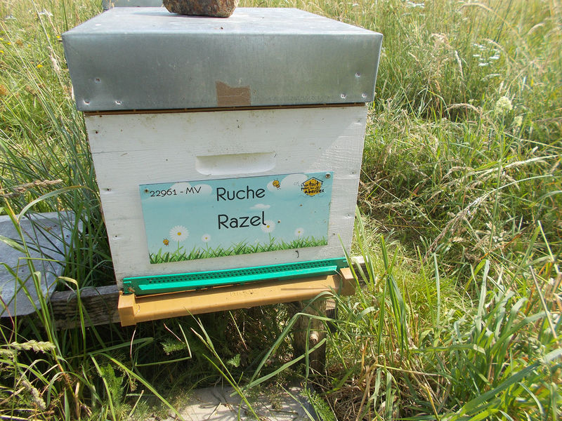 La ruche Razel
