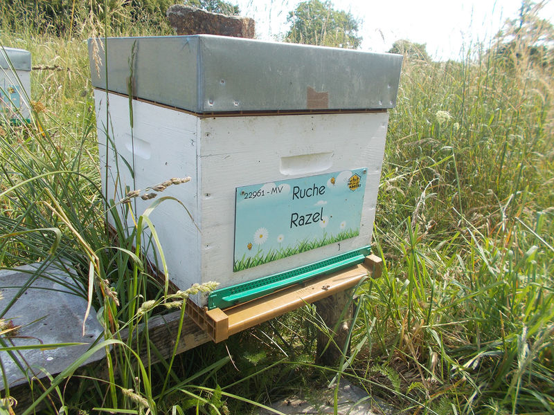 La ruche Razel